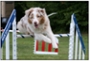 PAWS - USDAA New England Regional Agility Trial