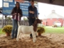 Boer Goat Show